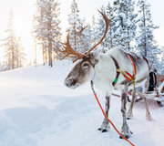 Magical Lapland Holidays